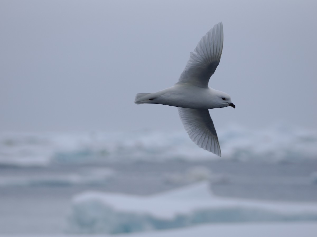 Snow Petrel - ML647279260