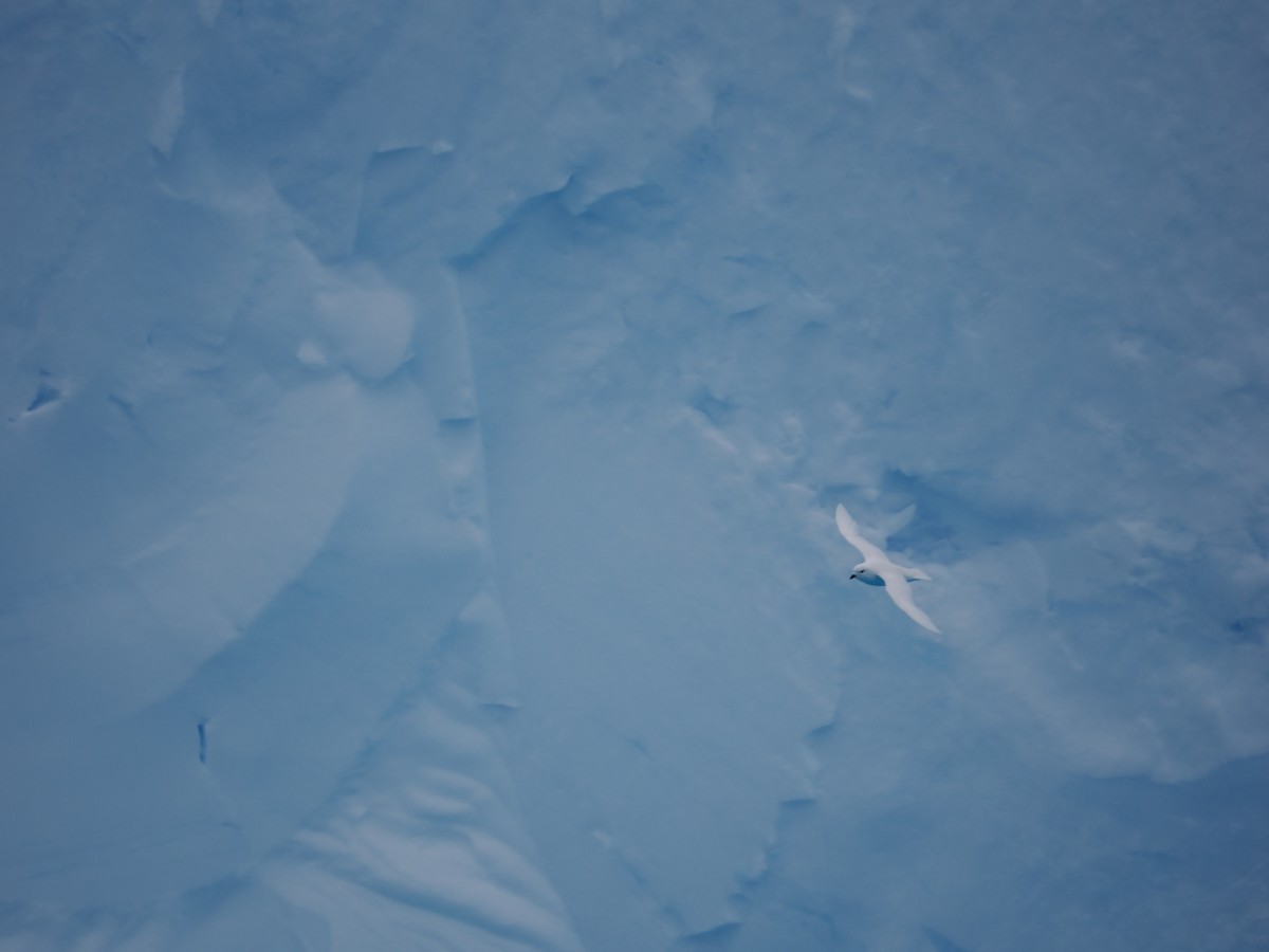 Snow Petrel - ML647279261
