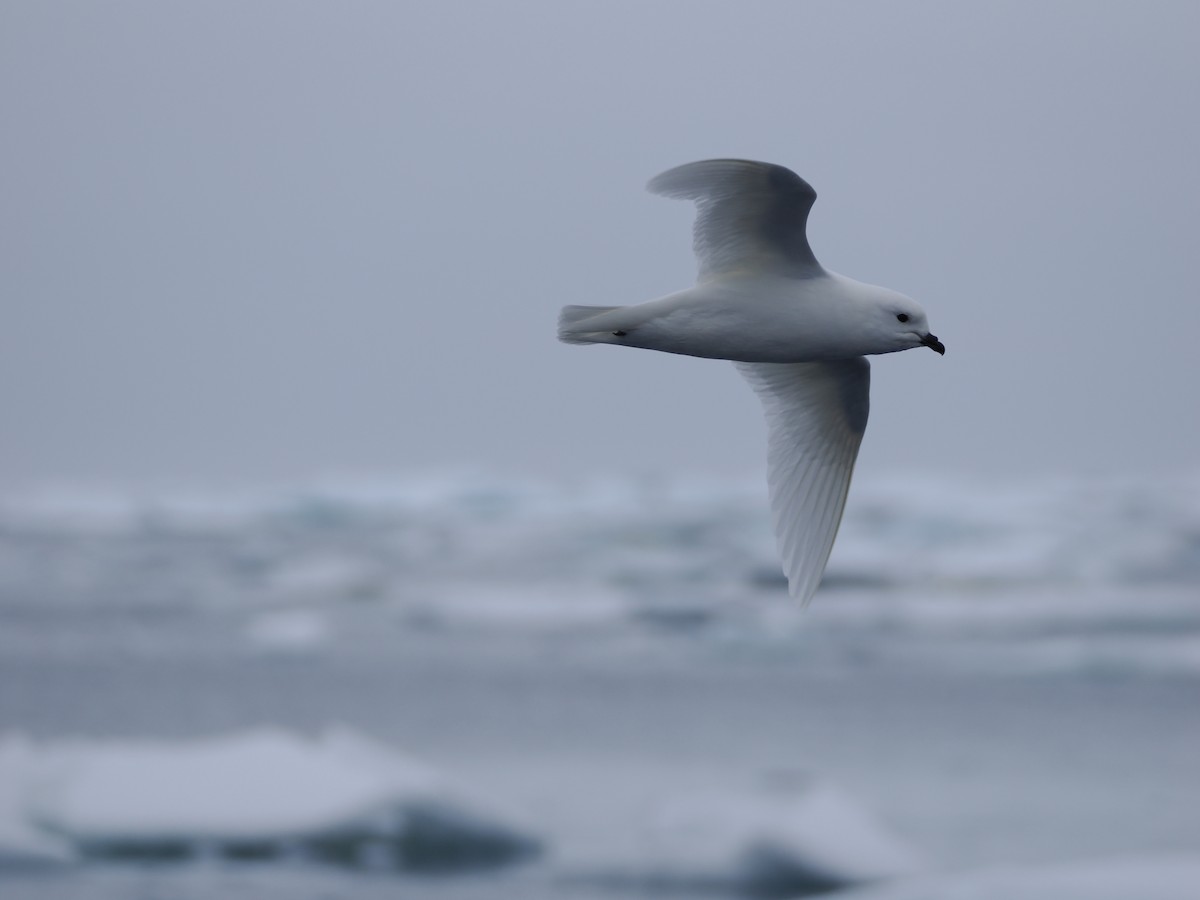 Snow Petrel - ML647279262