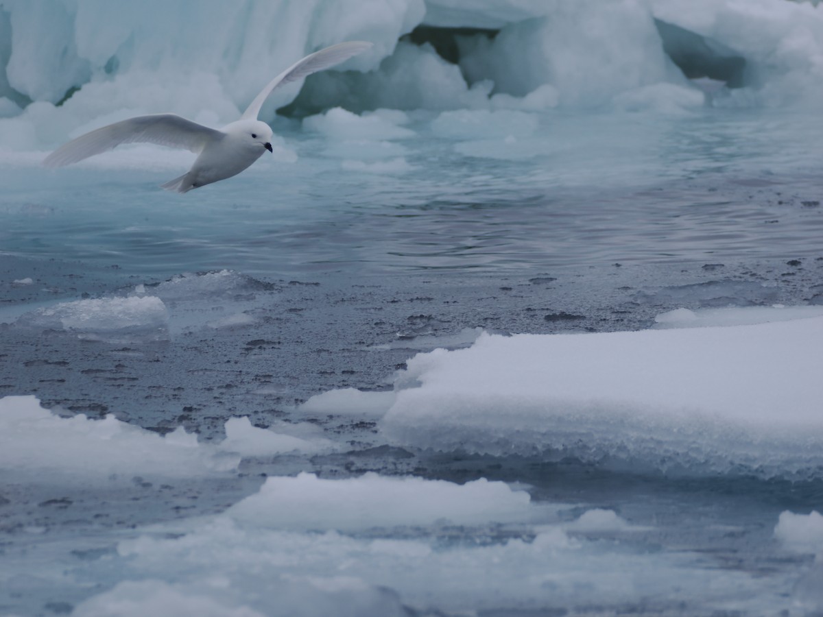 Snow Petrel - ML647279263