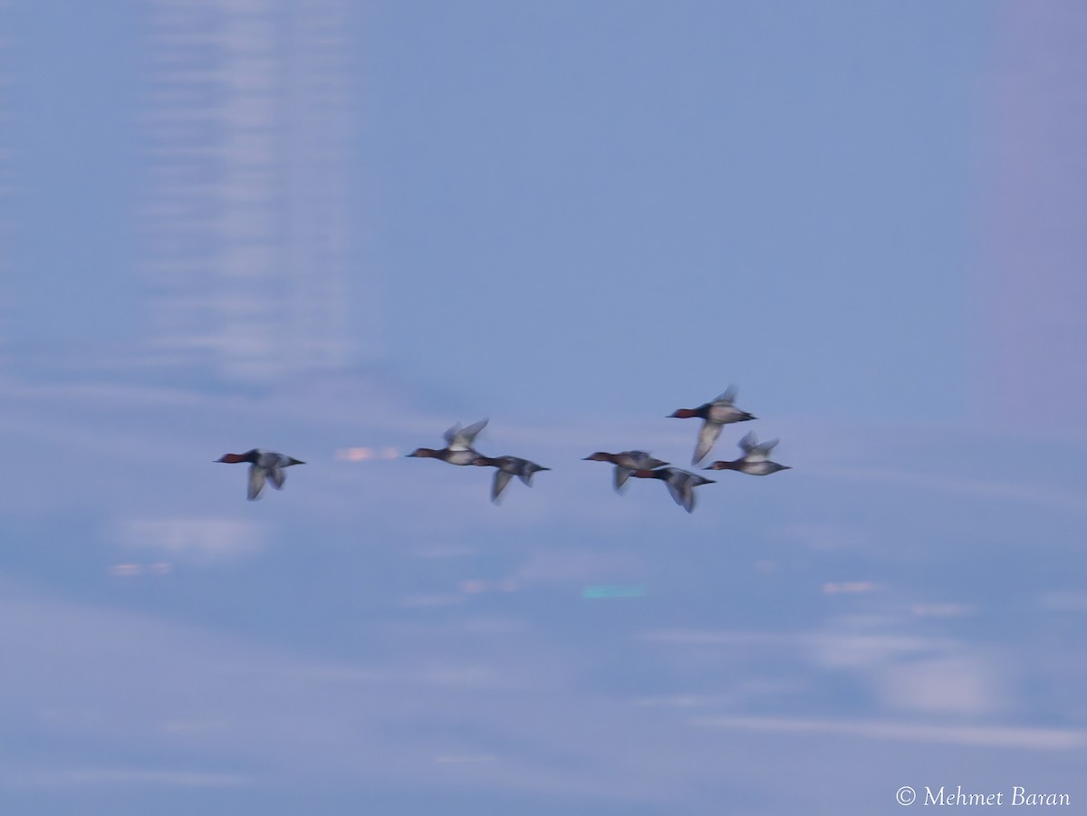 紅頭潛鴨 - ML647279264