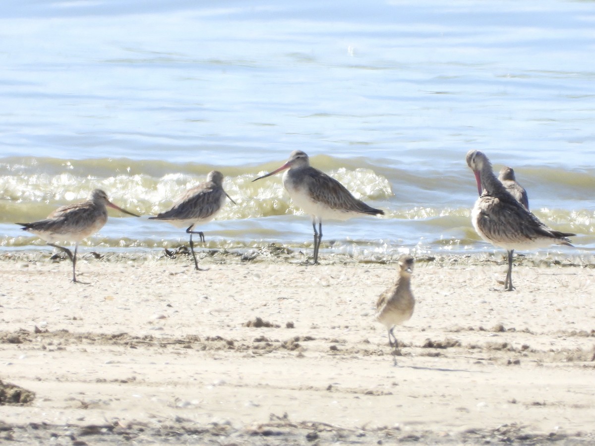 斑尾鷸 - ML647279265