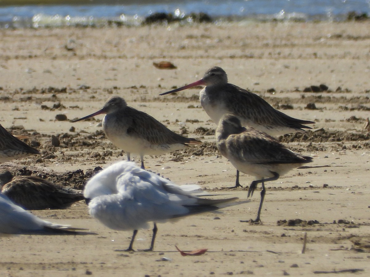 斑尾鷸 - ML647279266