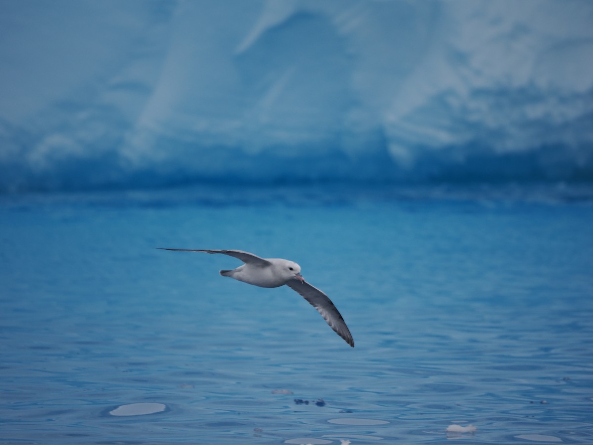 Southern Fulmar - ML647279267