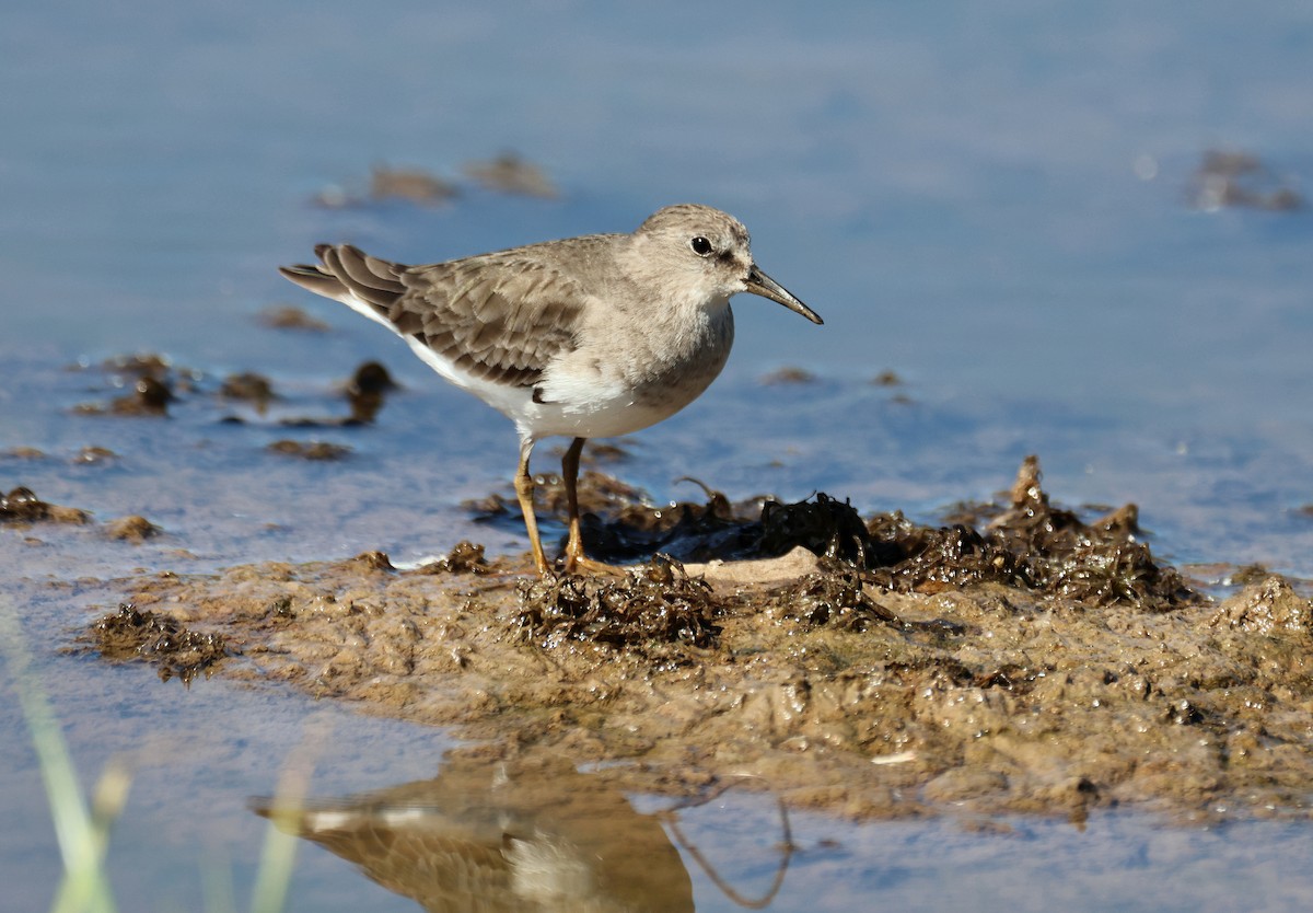 丹氏濱鷸 - ML647279268