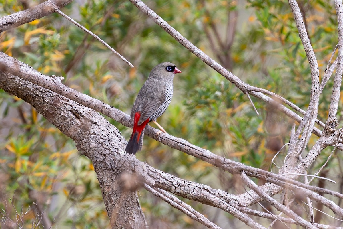 Beautiful Firetail - ML647279270