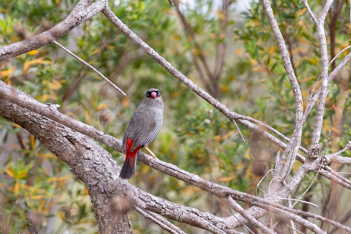 Beautiful Firetail - ML647279271