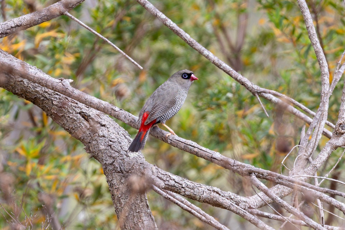 Beautiful Firetail - ML647279272