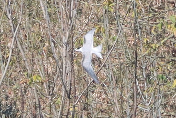 燕鷗 - ML647279273