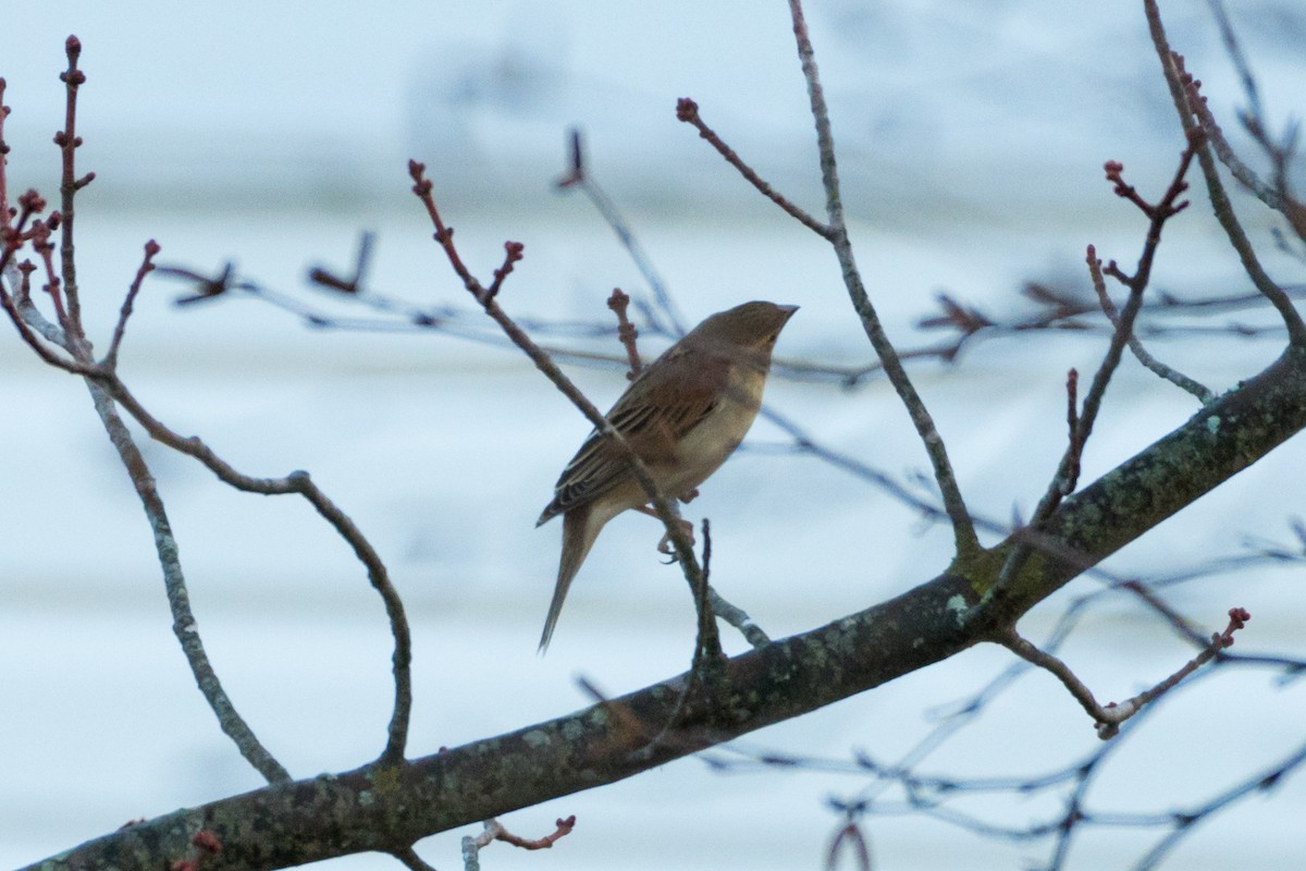 Dickcissel - ML647279275