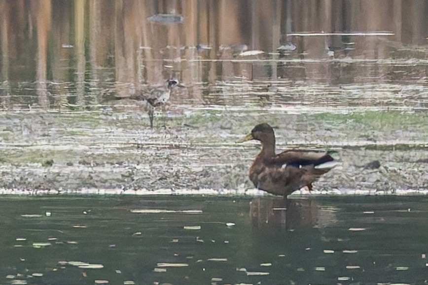 灰斑鴴 - ML647279279