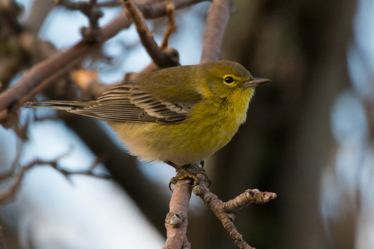 Kiefernwaldsänger - ML647279287