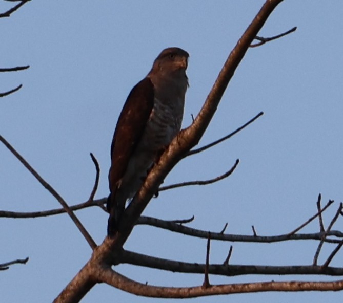 Полосатый змееяд - ML647279290