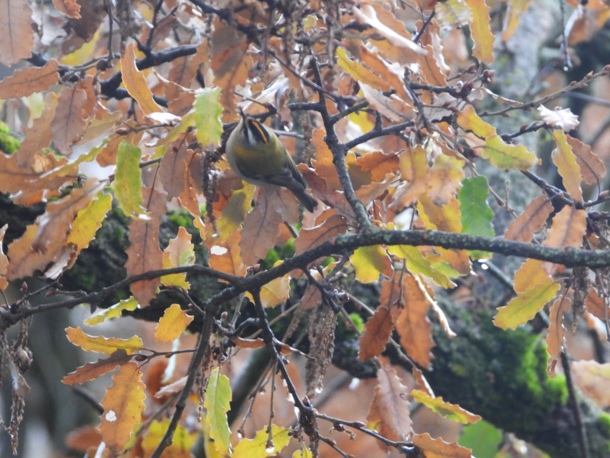 Common Firecrest - ML647279303