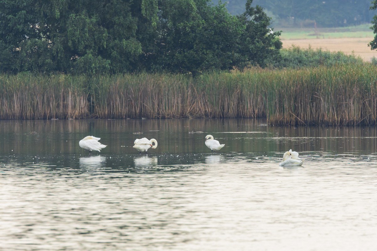 Cigno reale - ML647279309