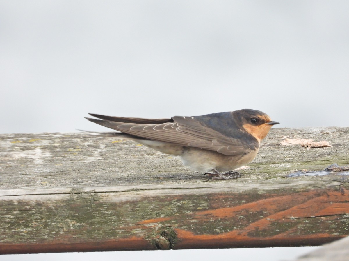 Welcome Swallow - ML647279314