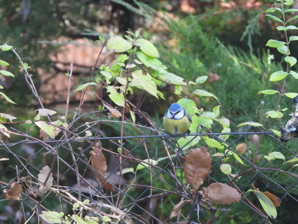 Cinciarella - ML647279315