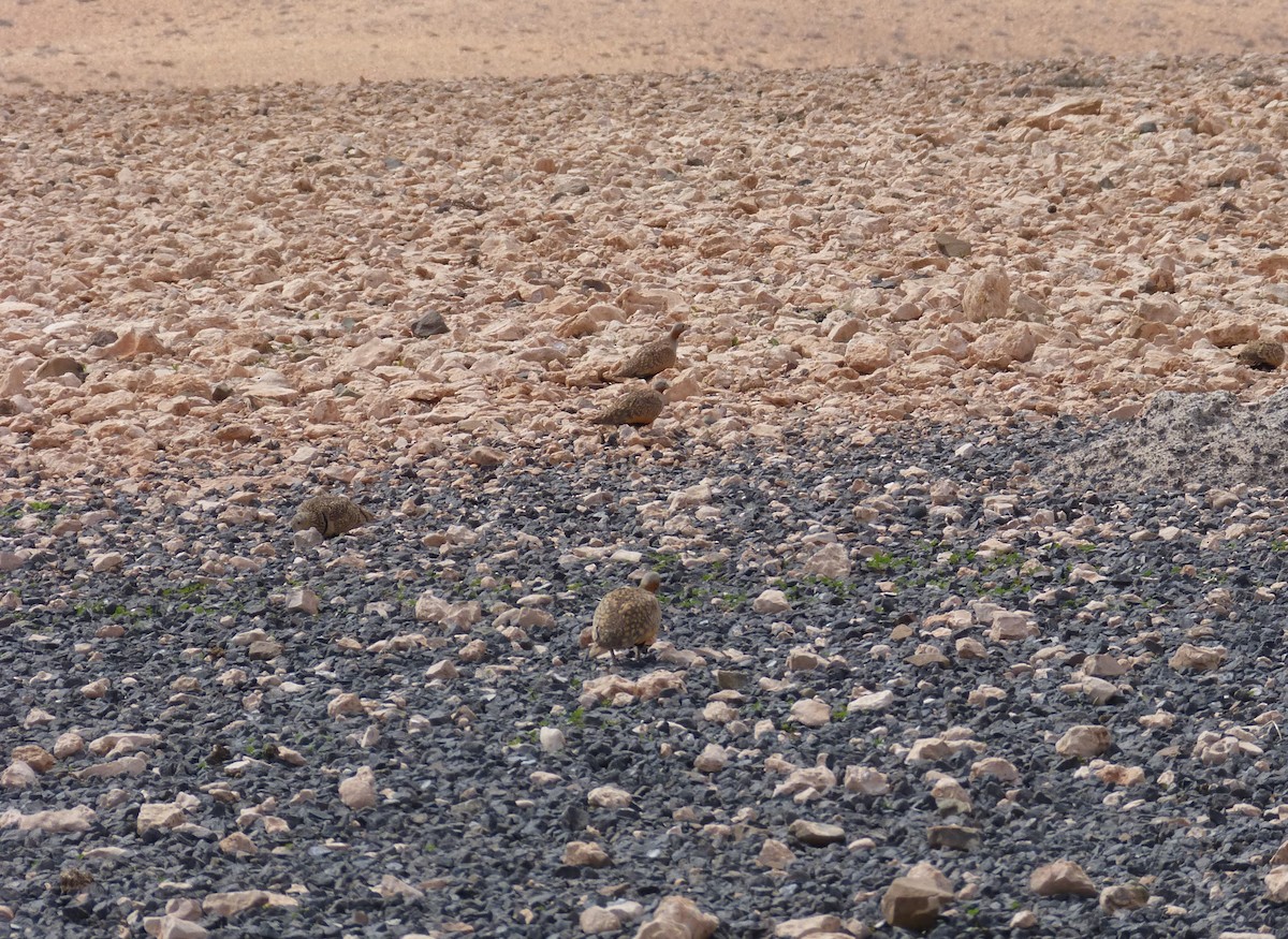 Black-bellied Sandgrouse - ML647279316