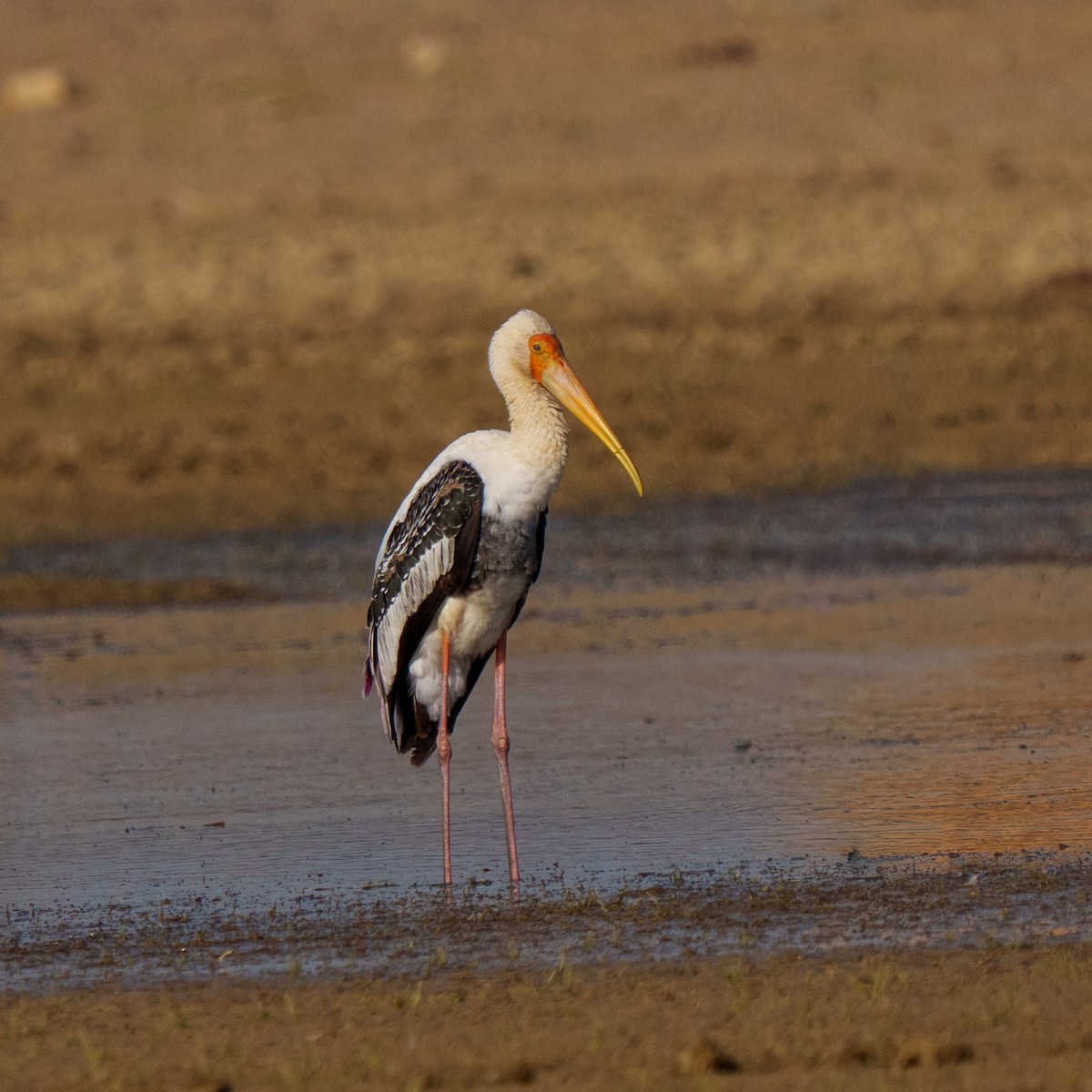 Painted Stork - ML647279318
