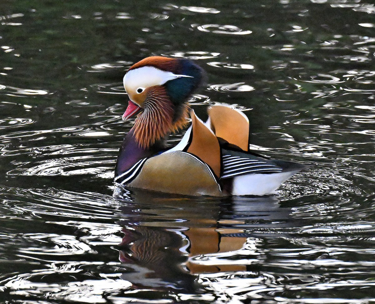 Мандаринка - ML647279319