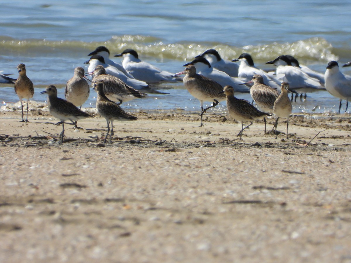 Australian Tern - ML647279320