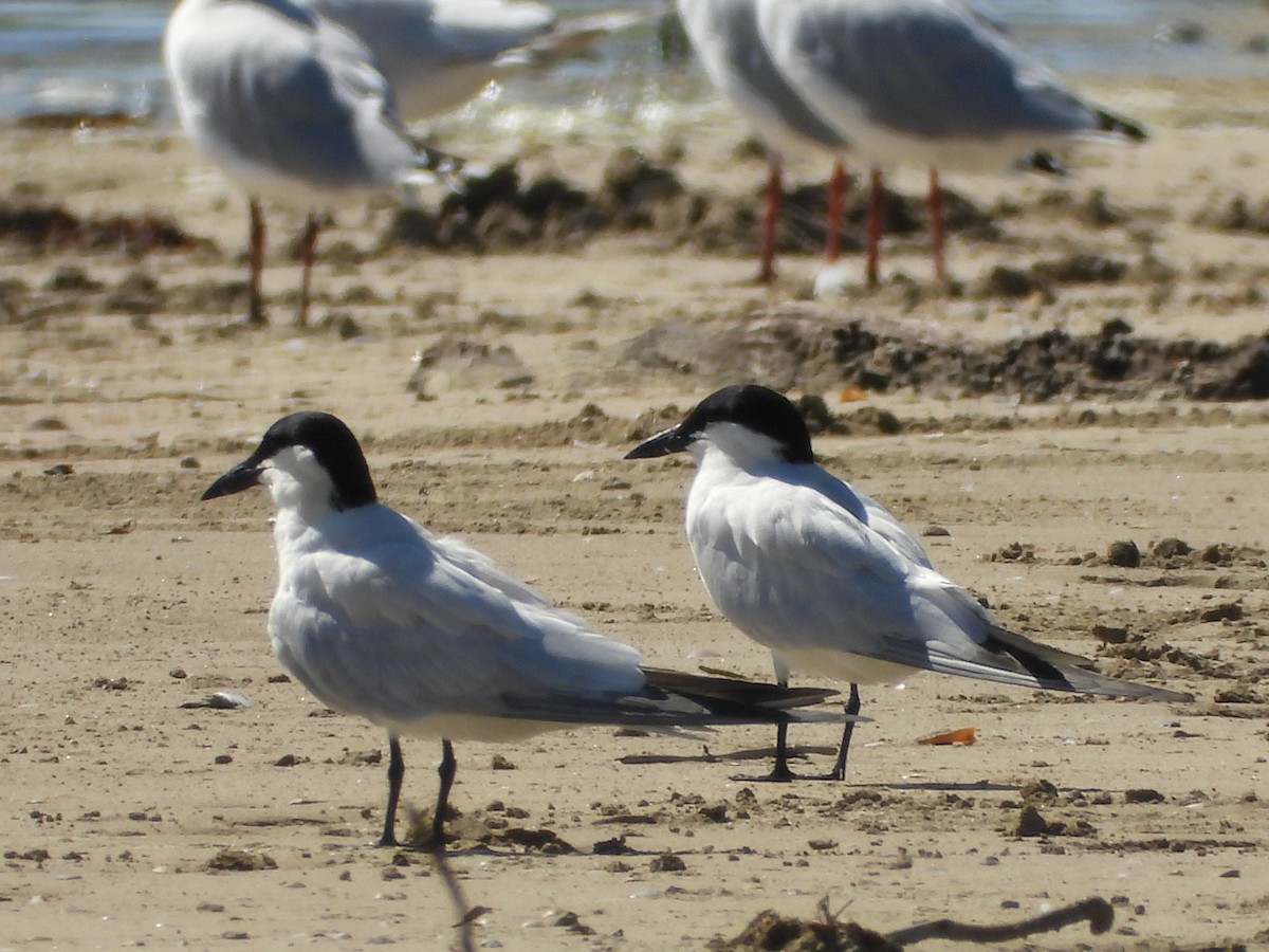 Australian Tern - ML647279321