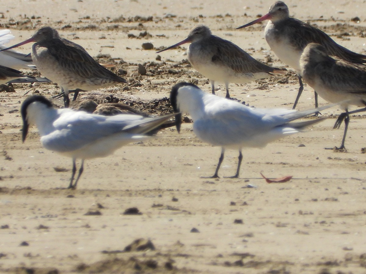 Australian Tern - ML647279322