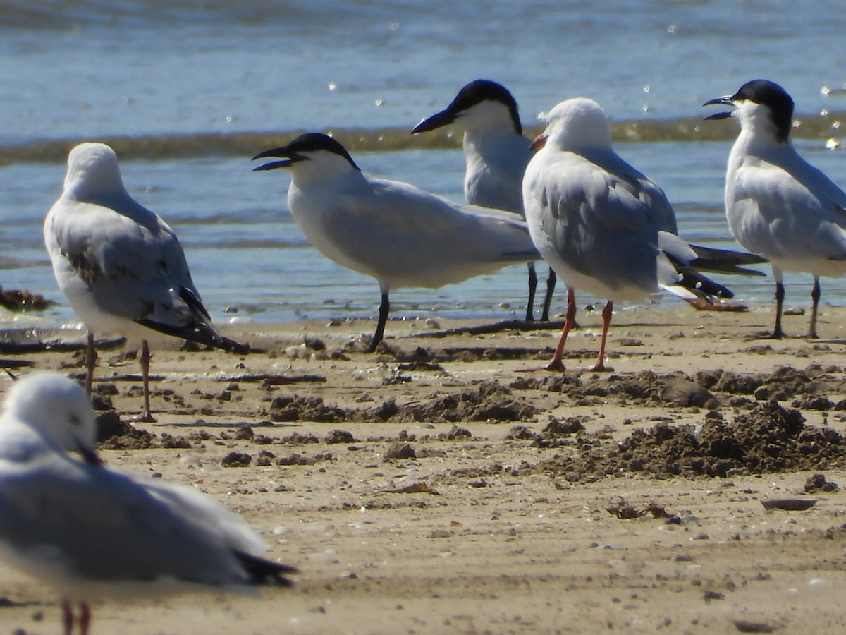Australian Tern - ML647279323