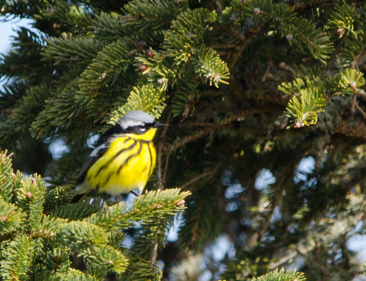 Magnolia Warbler - ML647279324
