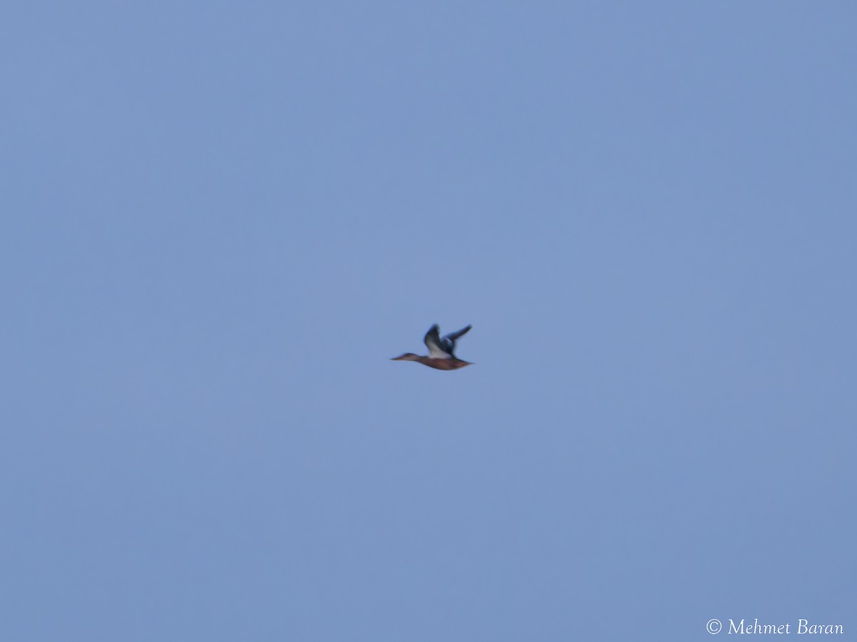 Mestolone - ML647279325