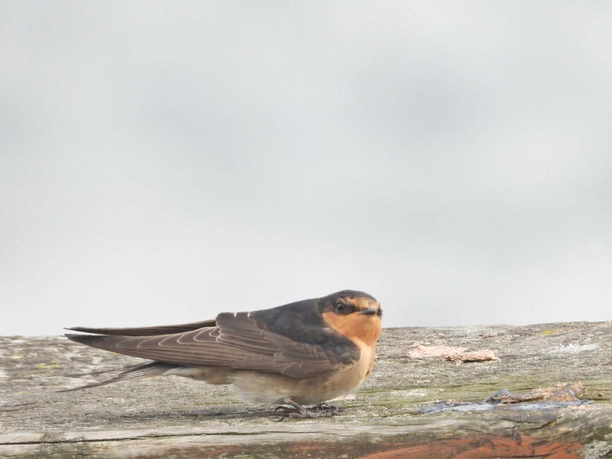 Welcome Swallow - ML647279326