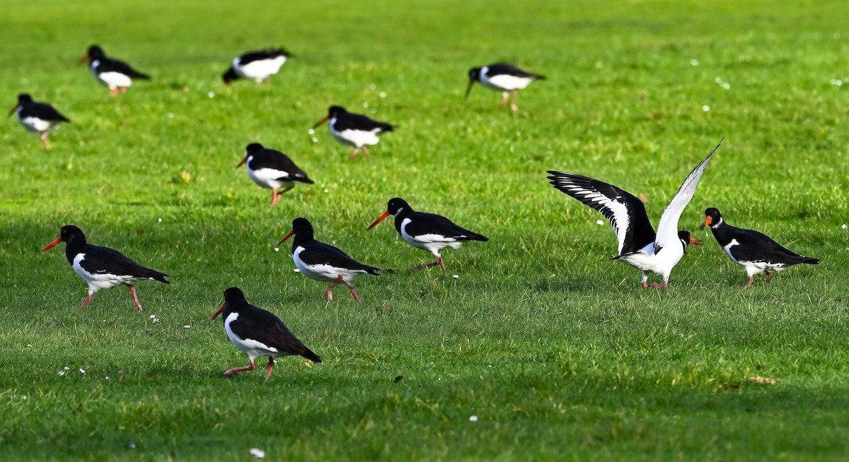 Huîtrier pie - ML647279327