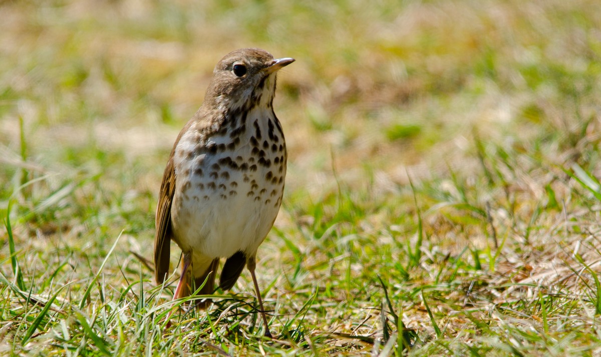 Tordo di Pallas - ML647279329