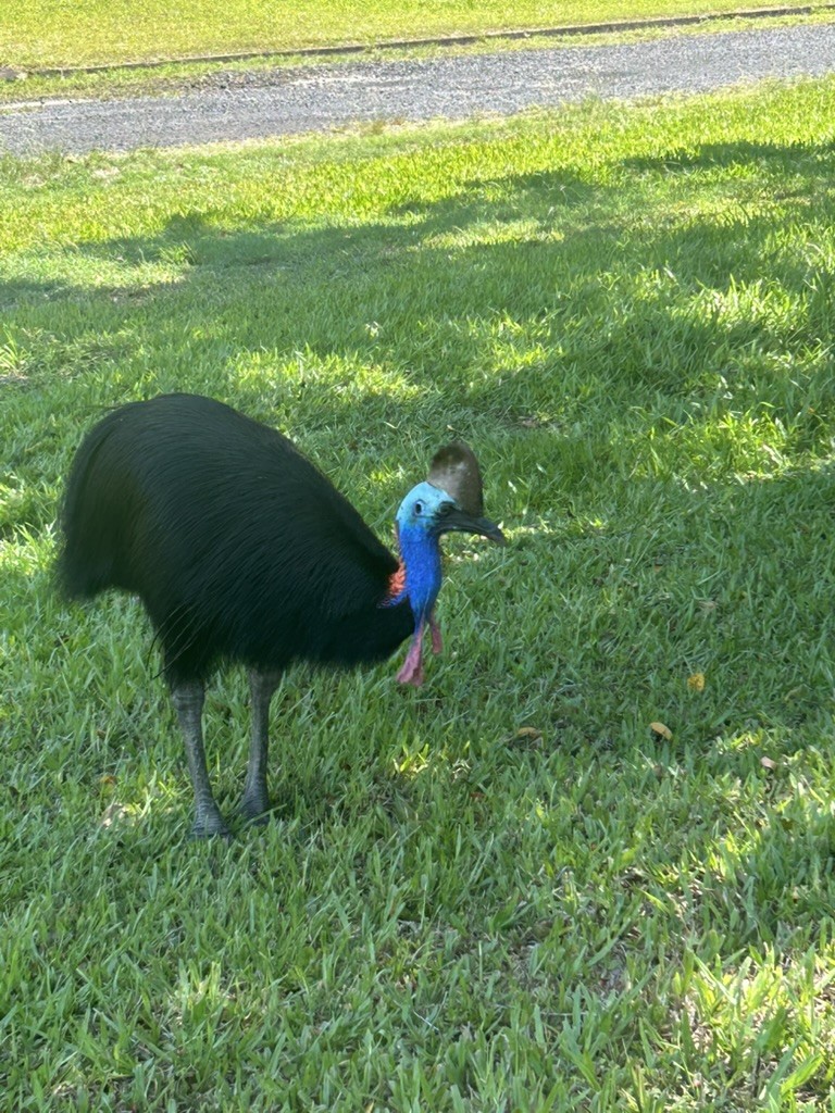 Southern Cassowary - ML647279330