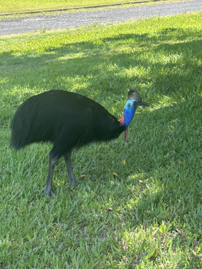 Southern Cassowary - ML647279331
