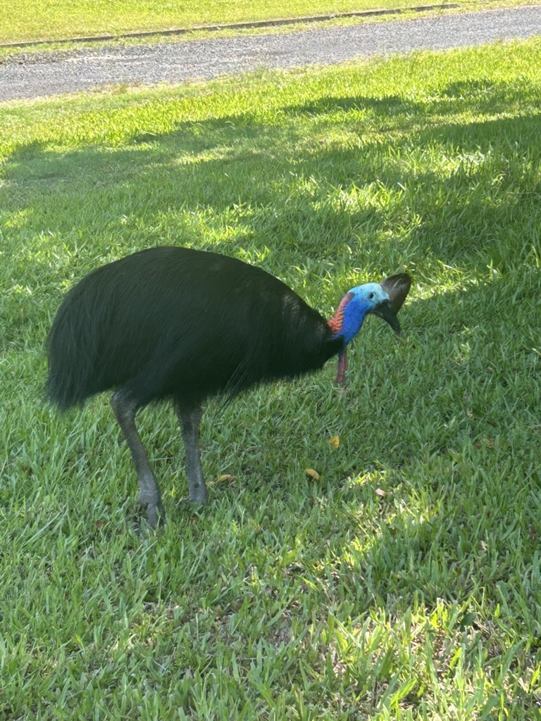Southern Cassowary - ML647279332