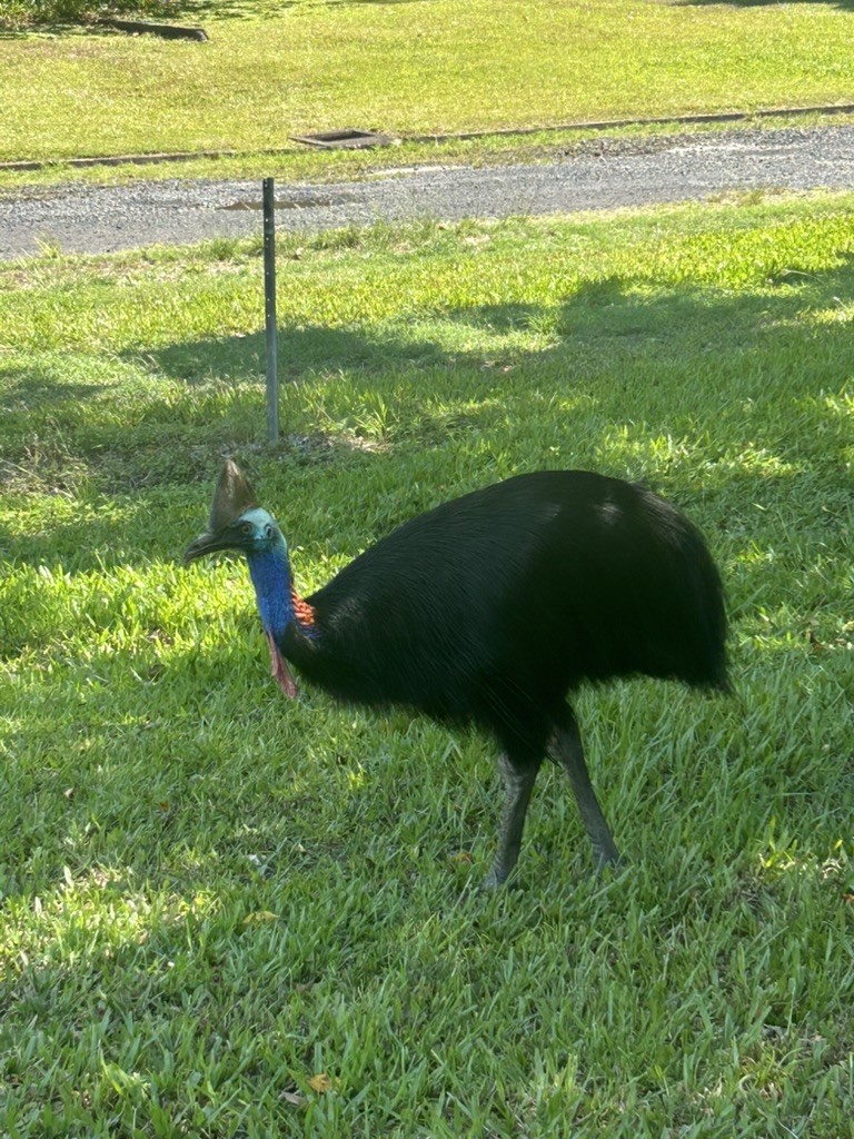 Southern Cassowary - ML647279333