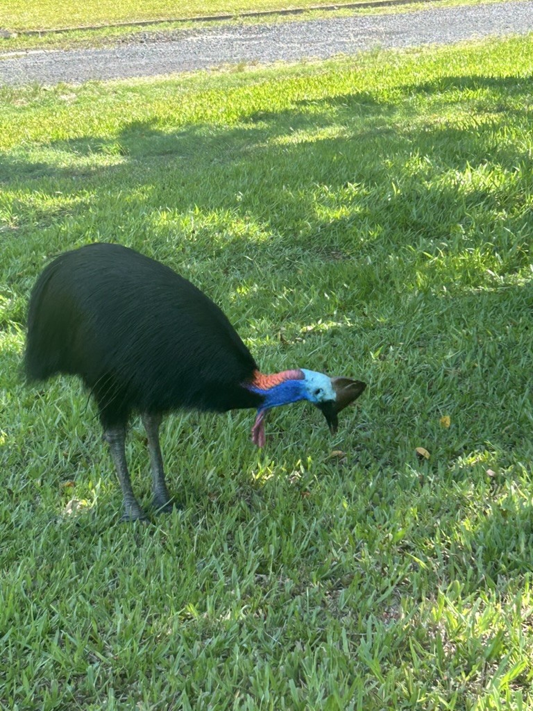 Southern Cassowary - ML647279334