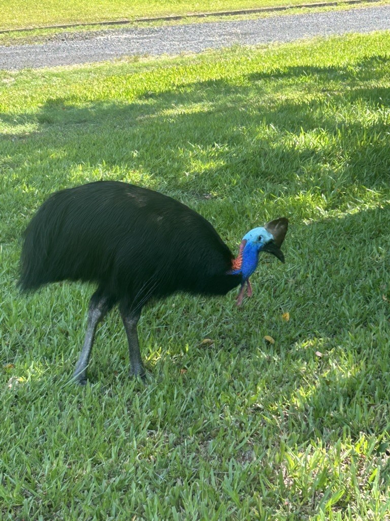 Southern Cassowary - ML647279335