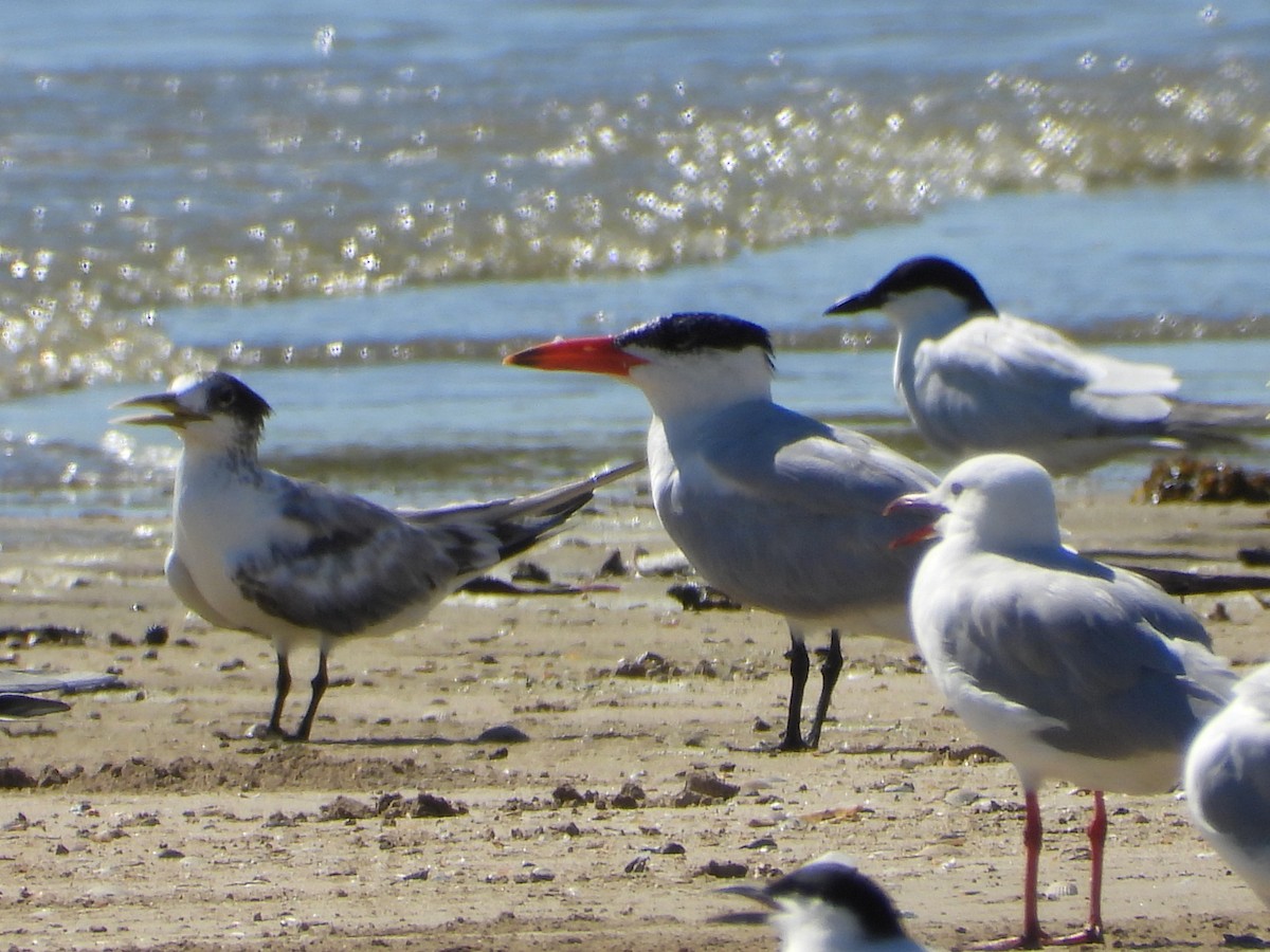 Sterna maggiore - ML647279337