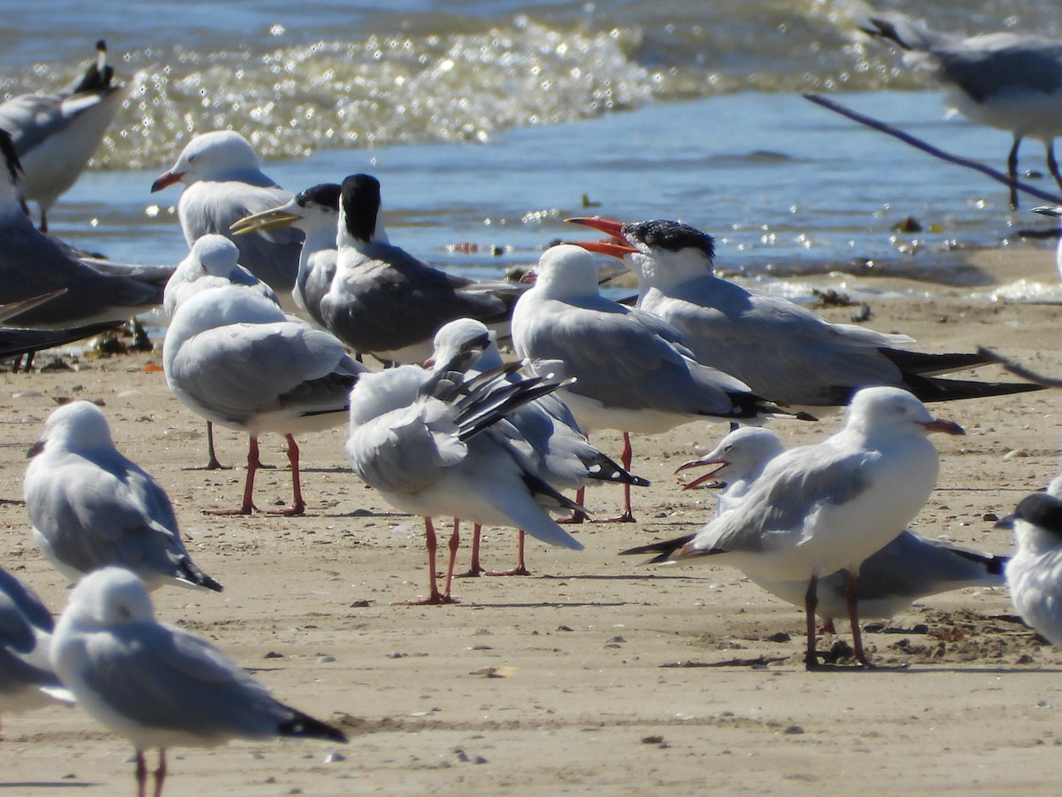 Sterna maggiore - ML647279338