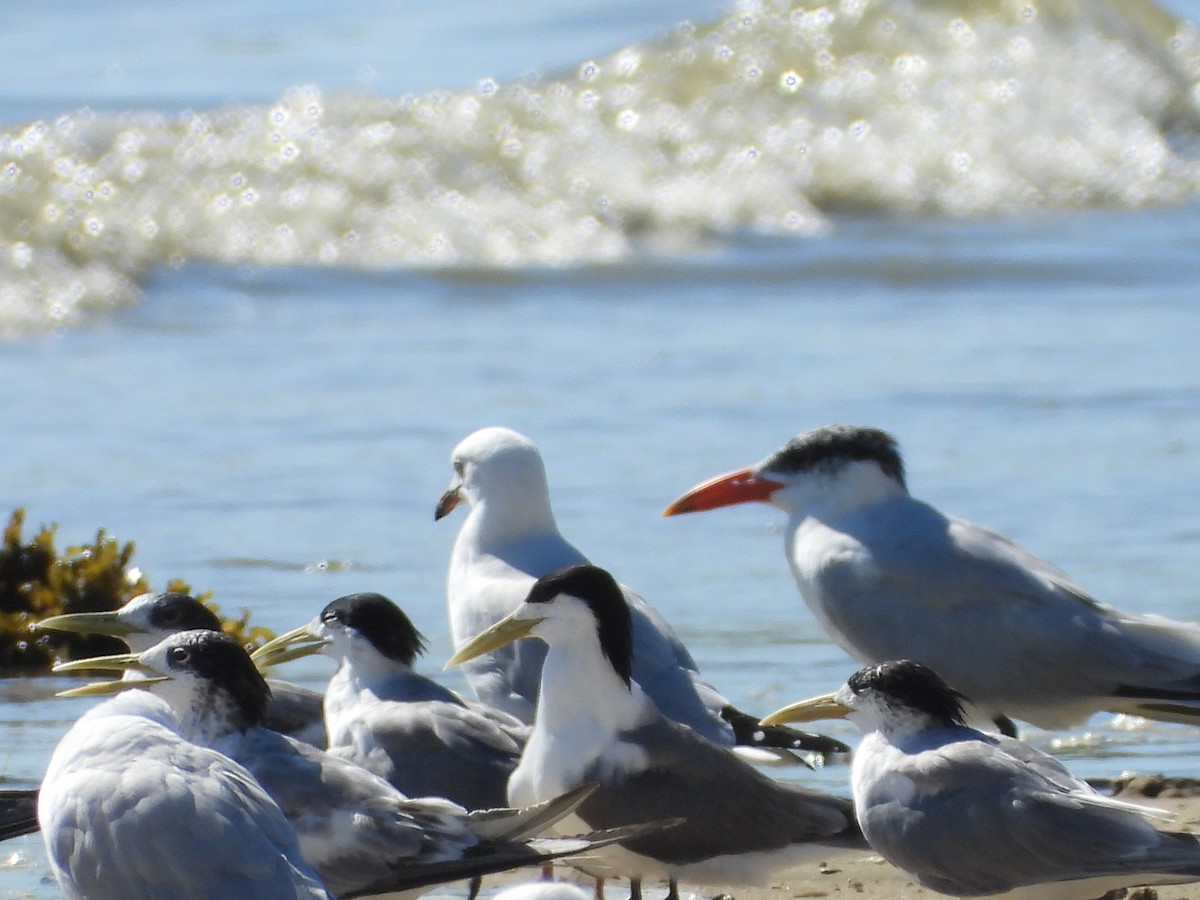 Sterna maggiore - ML647279339