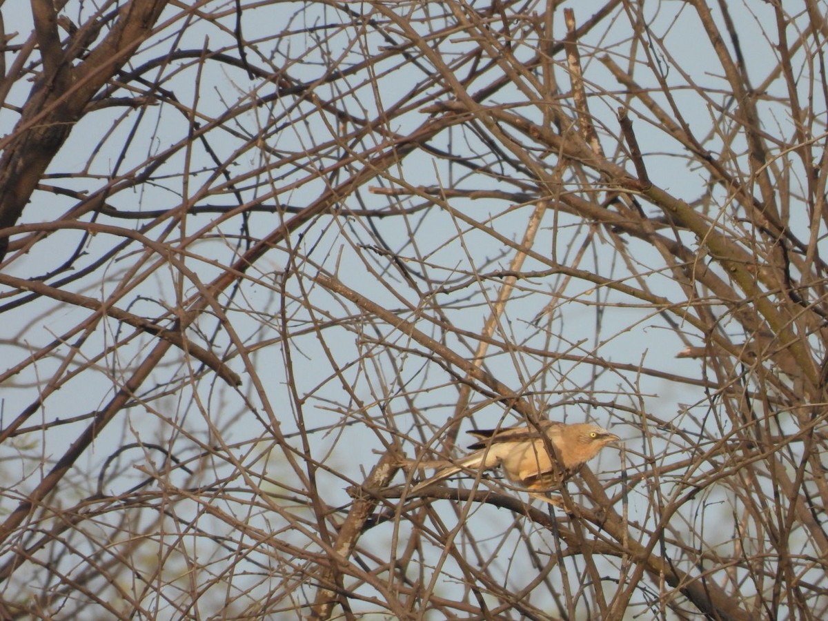 Fistione turco - ML647279341