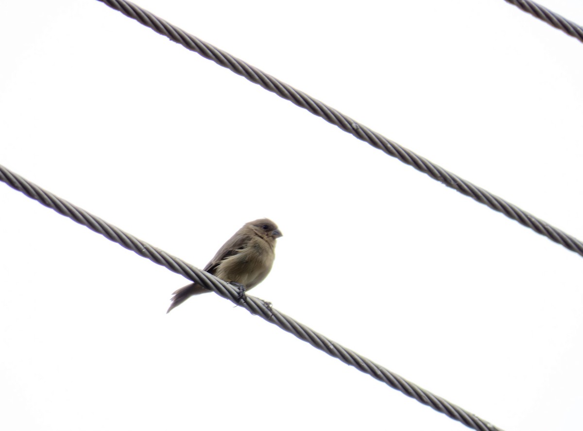 Chestnut-bellied Seedeater - ML647279345