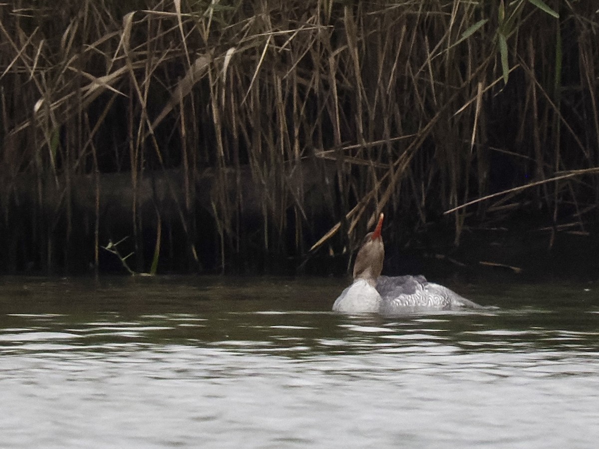 Scaly-sided Merganser - ML647279346