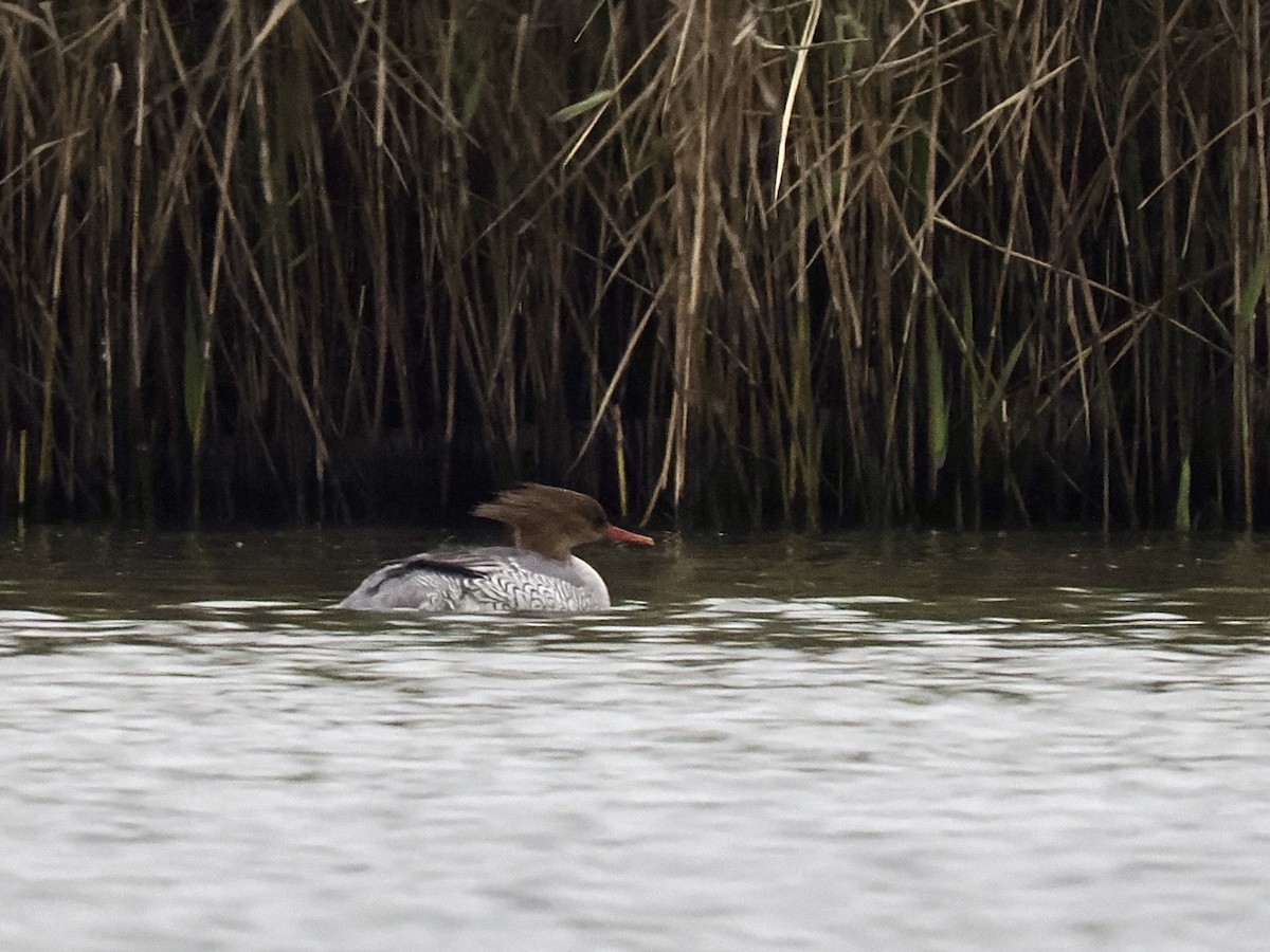 Scaly-sided Merganser - ML647279347