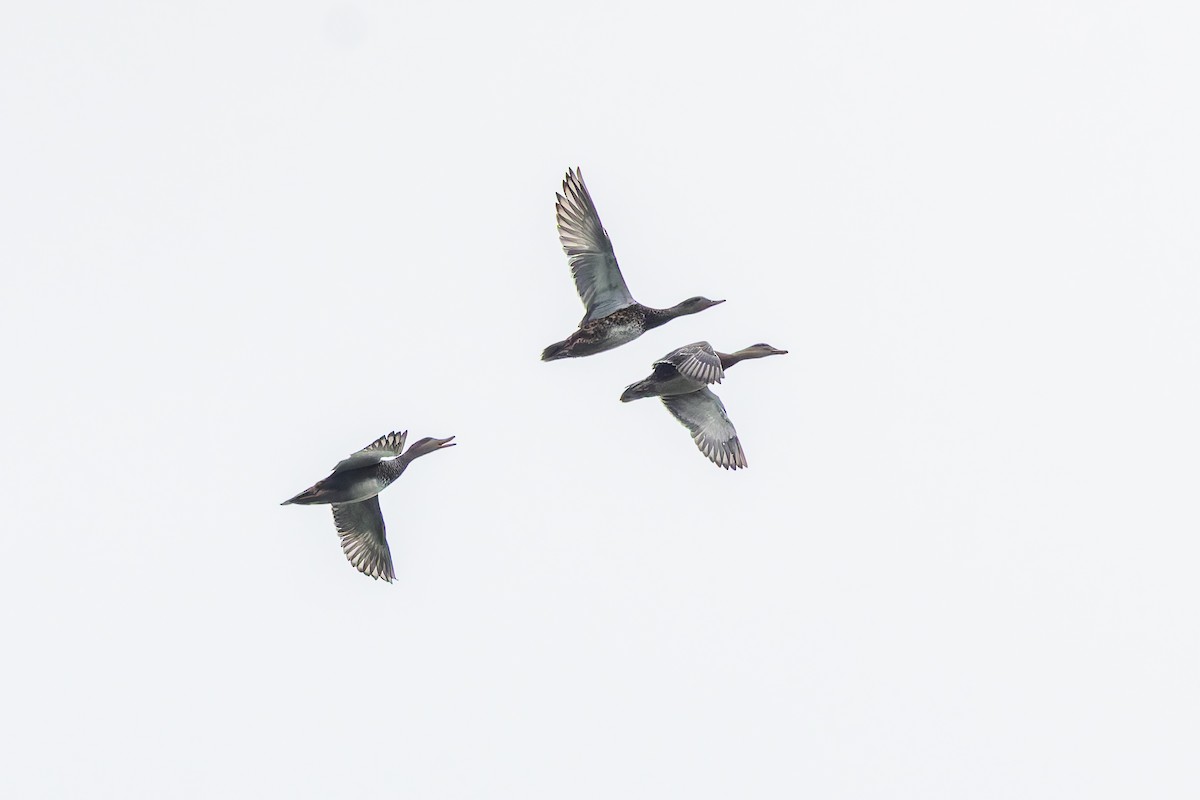 Canapiglia - ML647279349