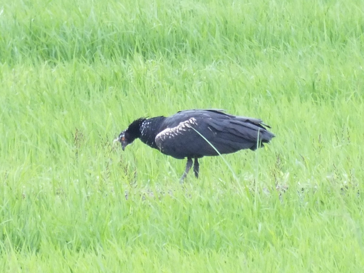 Horned Screamer - ML647279350