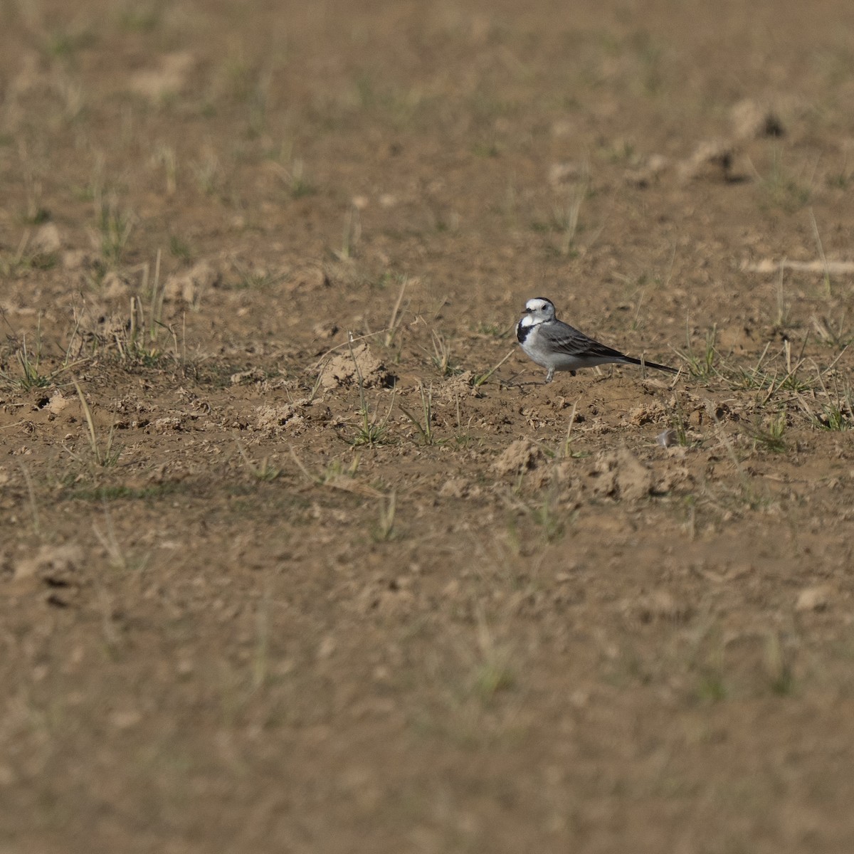 White Wagtail - ML647279352