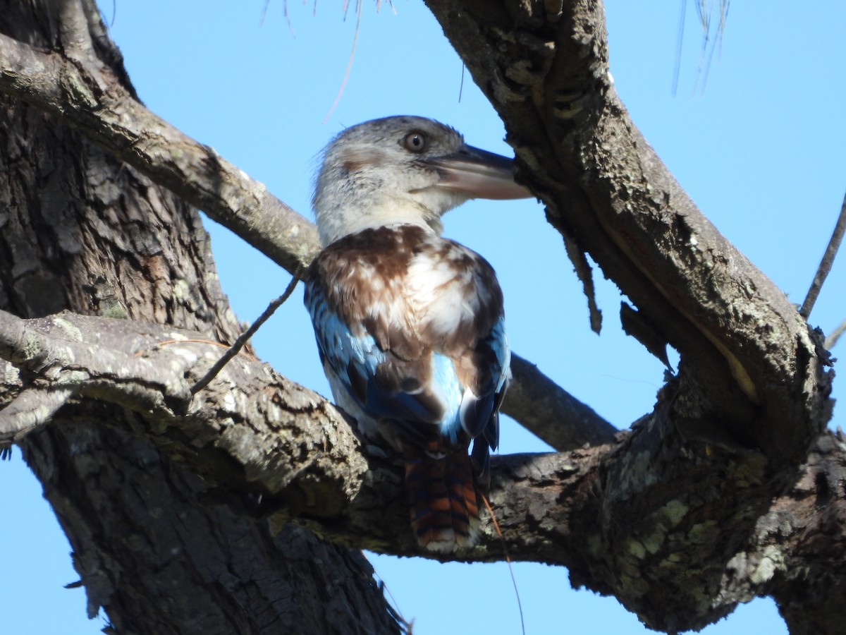 Blue-winged Kookaburra - ML647279362